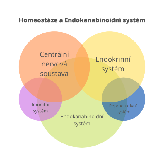 Endokanabinoidní systém se podílí na správném fungování celé řady fyziologických procesů